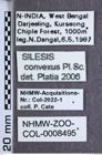 Etikette zu Silesis convexus (NHMW-ZOO-COL-0008495)